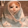 Sad cats 12