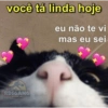 Memes de gatinhos 3