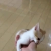 Gatitos Pa' ti & Pa' mi 13