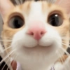 GATOS ENGRAÇADOS🤣 10