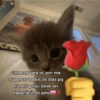 Gatinhos  8
