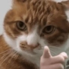 Gatos🐱 25
