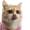 🐱 Gatitos En Secuencia🧩 12