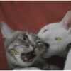 Gatinhos  22