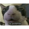 Funny cats - Pak 1 26