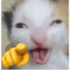 GATINHOS 10