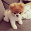 🐶 POMERANIA MOODS 🐾 5