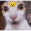 Funny cats - Pak 1 7
