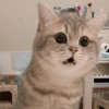 Kucing Lucu 1 9