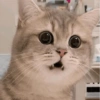 Meme Kucing Lucu 🐱 16