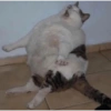 Shook and scared cats 19