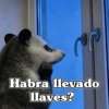 🧿 Tlacuache/ zariguella🦡 11