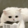 Bichinhos para o seu chat 🐱🐈🐕🐶 26