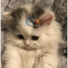 Sad cats 18