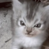REAGE DE GATIN 11