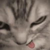 GATINHOS 12