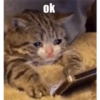 Sad cats 10