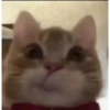 Animalitos tiernos🥰 5