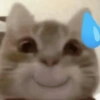 Kucing Gemoyyy 13