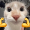 🐈‍⬛🐱🧶 GATOS | CATS 🧶🐱🐈‍⬛ 24