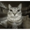 Funny cats - Pak 1 24