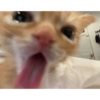 Shook and scared cats 14