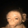 Melhores de macaquinhos 12