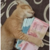 Kucing sigma trend 9