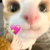 💕 PERROS Y GATITOS AMOROSOS 💕 14