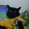 Animais Torcedores Brasil 🇧🇷 8