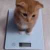 बिल्ली के बच्चे 🐱 हकी 7