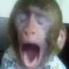 MACACOS ENGRAÇADOS 🐵🤣 9