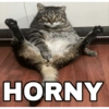 HORNY