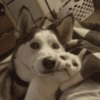 Bichinhos para o seu chat 🐱🐈🐕🐶 28