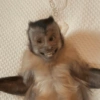 Macaco ✅️ 14