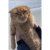 Memes engraçados de gatos 11