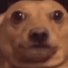 Adesivos de cachorrinho 13
