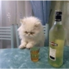 Memes engraçados de gatos 9
