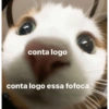 Gatinhos  6