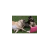 Perritos Juzgando graciosos 👀 19