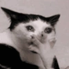GATOS ENGRAÇADOS🤣 7