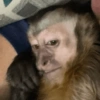 Macaco ✅️ 6