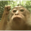 Monos con expresiones 5