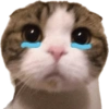 Gatitos llorones🥺😿 5