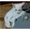 Sad cats 21