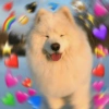 💕 PERROS Y GATITOS AMOROSOS 💕 11