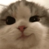 Gatinhos 14