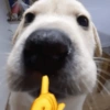 Memes cachorro 6