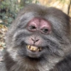 Memes macaco 8