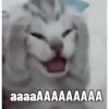 Meme kucing 1 6